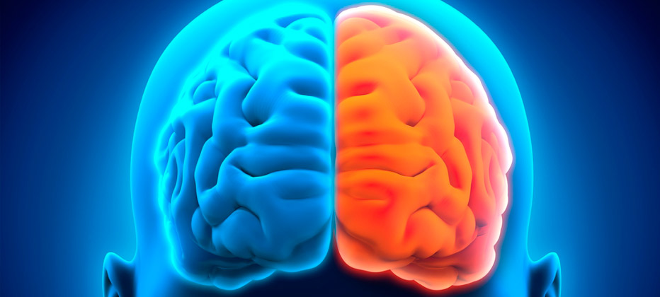 que parte del cerebro se ve afectada por el alzheimer