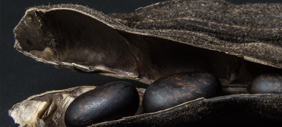 es la mucuna pruriens efecectiva para el parkinson