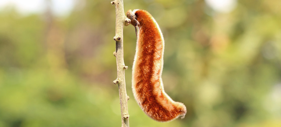 mucuna pruriens en enfermedad de parkinson