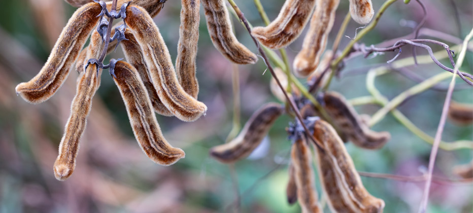 que es la mucuna purines y para que sirve