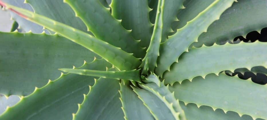 Aloe Vera_und_Parkinson Aloe Vera und Parkinson