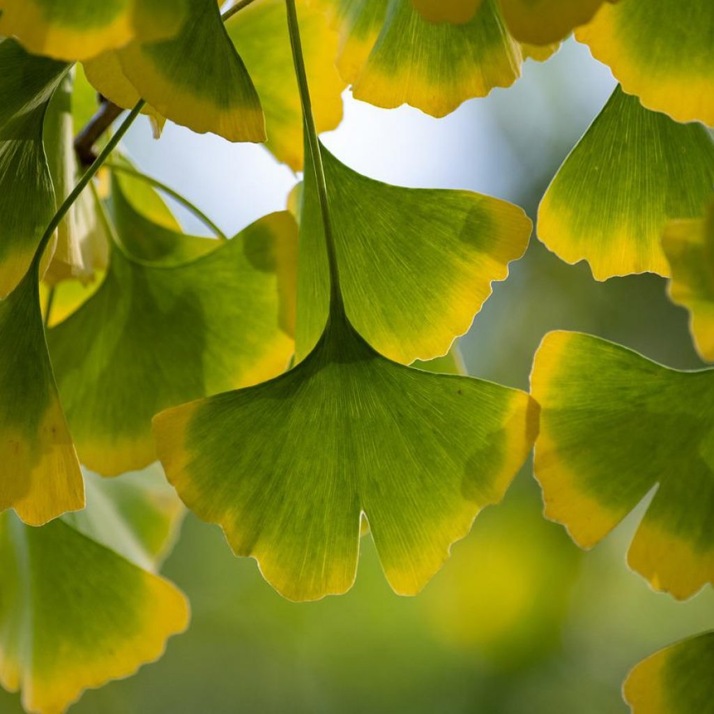 Tomar ginkgo biloba