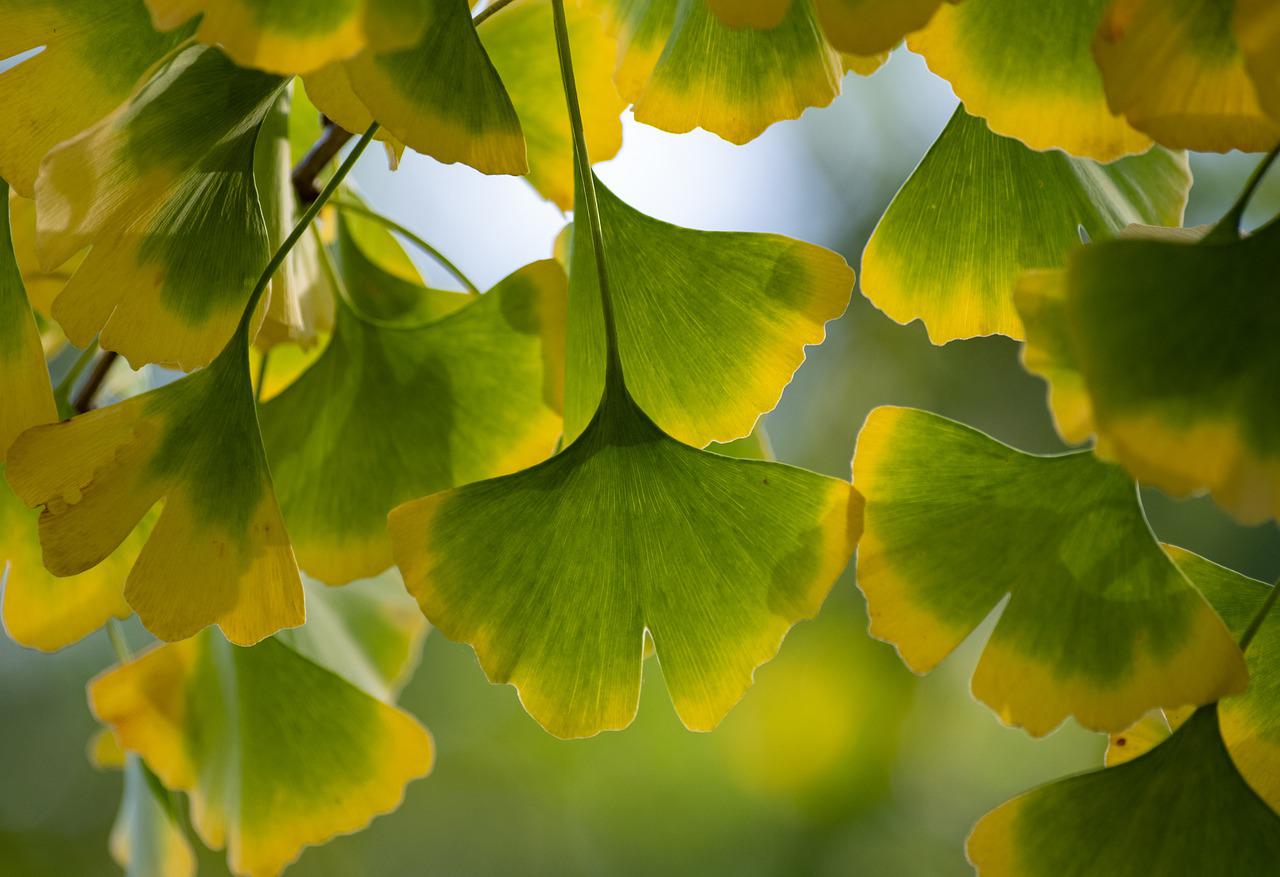 Tomar ginkgo biloba