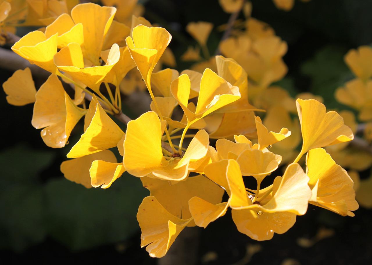 ginkgo biloba parkinson