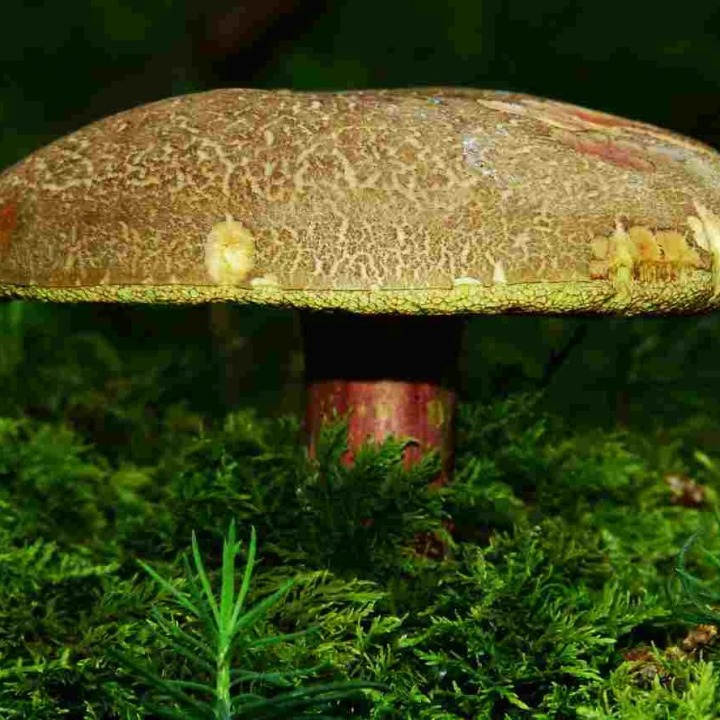 hongo reishi alzheimer