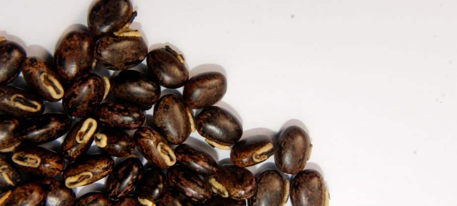 die-bedeutung-von-mucuna-pruriens bei der alternativen behandlung von neuro-degenerativen erkrankungen 