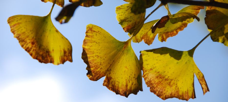 Ginkgo biloba y la enfermedad del parkinson