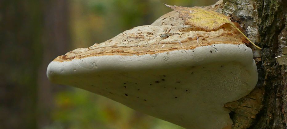 hongo reishi alzheimer 