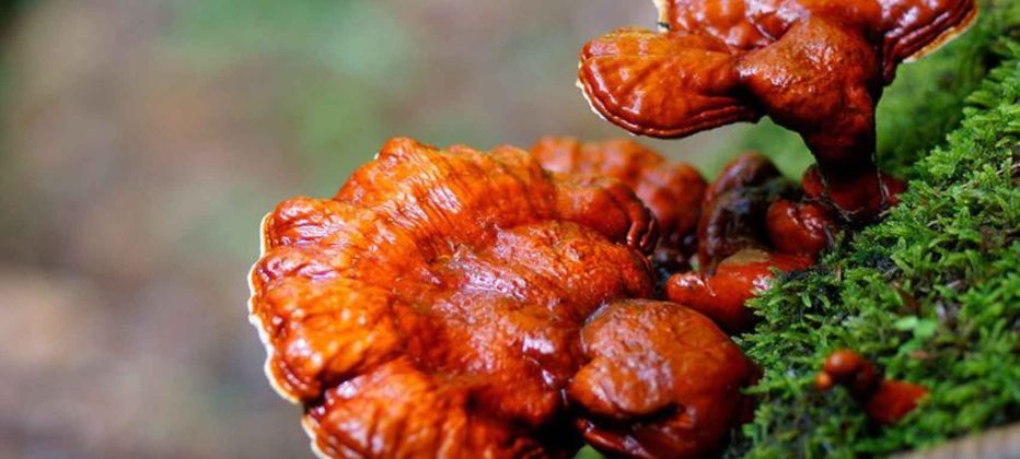 tomar-reishi 