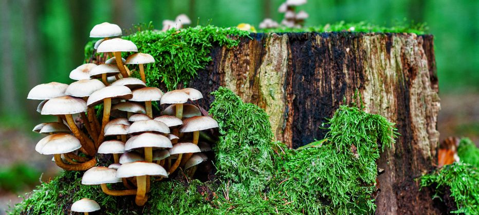 existen las setas terapeuticas