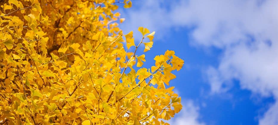 ginkgo biloba und parkinson