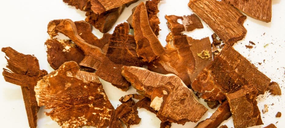 reishi und die vorteile auf die gesundheit