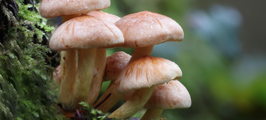 setas terapeuticas para mejorar tu salud