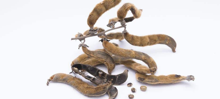Welche-eigenschaften-hat-mucuna- pruriens
