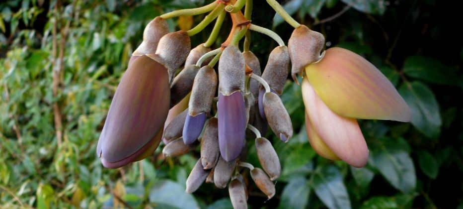 mucuna pruriens bei der parkinson krankheit studie