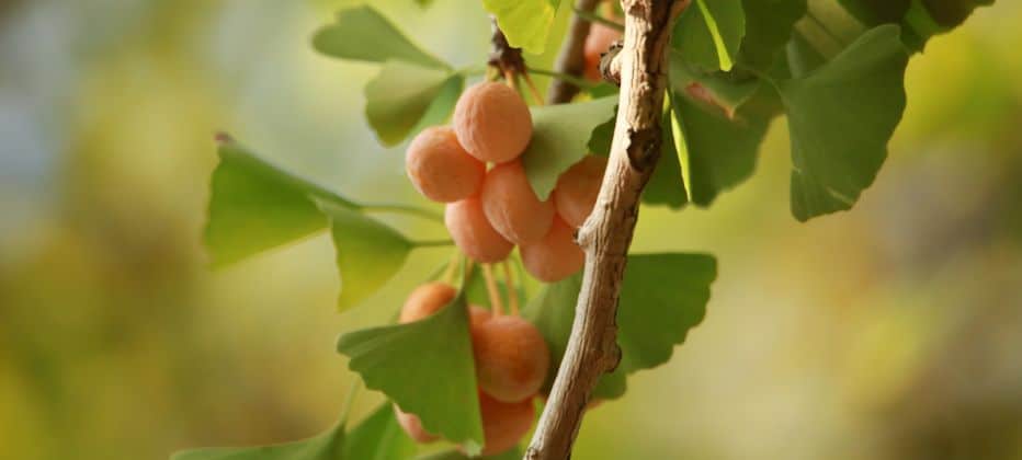 warum ginkgo biloba einnehmen