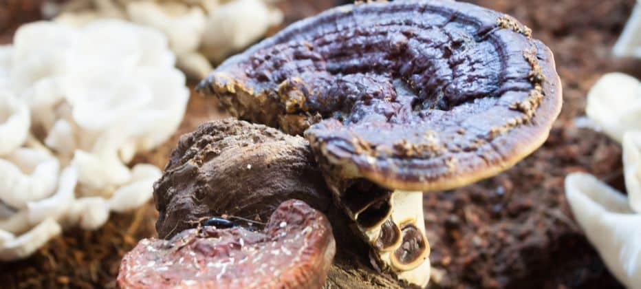was ist reishi