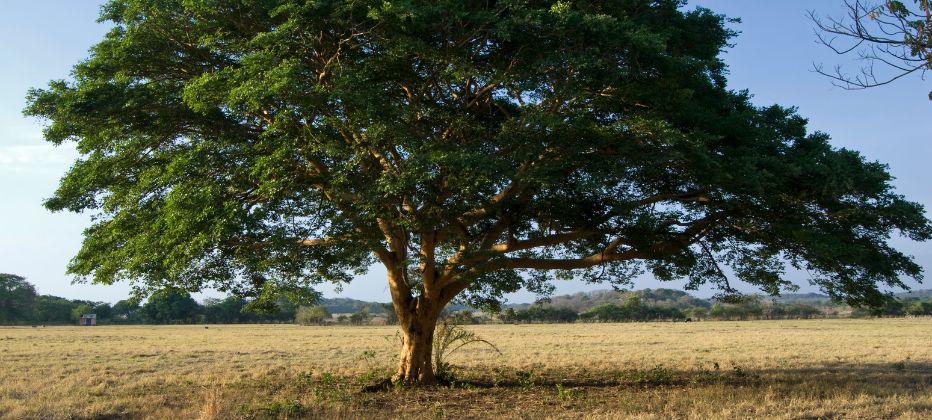 aceite de copaiba que es y para que sirve