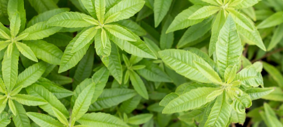 hierbaluisa es buena para la salud